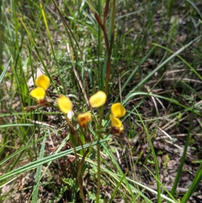 Diuris pardina (Leopard Doubletail) at Cornishtown, VIC - 25 Sep 2021 by Darcy