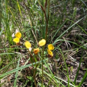 Diuris pardina at Cornishtown, VIC - 25 Sep 2021