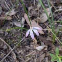 Caladenia carnea (Pink Fingers) at Cornishtown, VIC - 25 Sep 2021 by Darcy