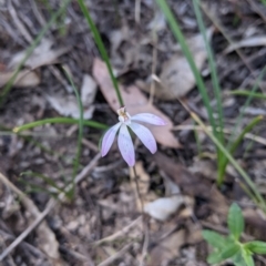 Caladenia carnea at Cornishtown, VIC - suppressed