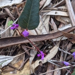 Hardenbergia violacea (False Sarsaparilla) at Chiltern, VIC - 25 Sep 2021 by Darcy