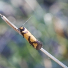 Oecophoridae provisional species 8 at Tuggeranong Hill - 23 Sep 2021 by RAllen