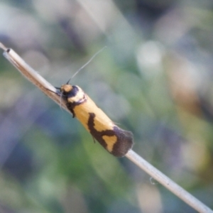 Oecophoridae provisional species 8 at suppressed - 23 Sep 2021