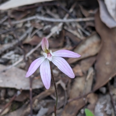 Caladenia carnea (Pink Fingers) at Chiltern-Mt Pilot National Park - 25 Sep 2021 by Darcy