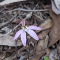 Caladenia carnea (Pink fingers) at Chiltern, VIC - 25 Sep 2021 by Darcy