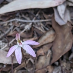 Caladenia carnea at Chiltern, VIC - suppressed