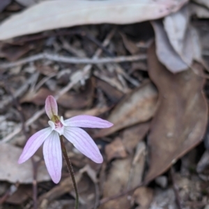 Caladenia carnea at Chiltern, VIC - suppressed