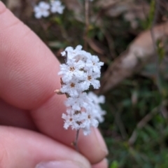 Leucopogon virgatus (Common Beard-heath) at Chiltern-Mt Pilot National Park - 25 Sep 2021 by Darcy