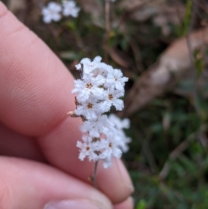 Leucopogon virgatus at Chiltern, VIC - 25 Sep 2021