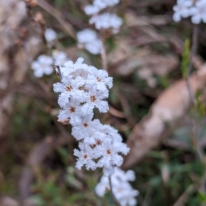 Leucopogon virgatus at Chiltern, VIC - 25 Sep 2021