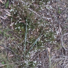 Leucopogon virgatus at Chiltern, VIC - 25 Sep 2021