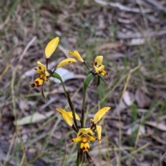 Diuris pardina (Leopard Doubletail) at Chiltern-Mt Pilot National Park - 25 Sep 2021 by Darcy