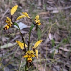 Diuris pardina at Chiltern, VIC - suppressed