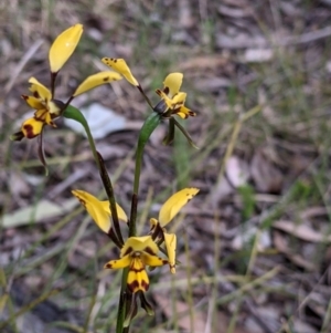 Diuris pardina at Chiltern, VIC - 25 Sep 2021