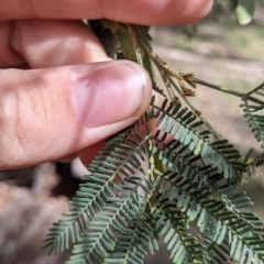 Acacia deanei subsp. deanei (Deane's Wattle) at Chiltern, VIC - 25 Sep 2021 by Darcy