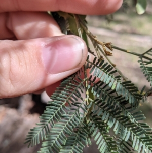 Acacia deanei subsp. deanei at Chiltern, VIC - 25 Sep 2021