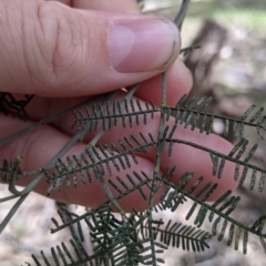 Acacia deanei subsp. deanei at Chiltern, VIC - 25 Sep 2021 01:45 PM