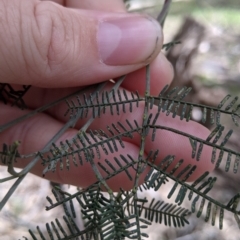 Acacia deanei subsp. deanei at Chiltern, VIC - 25 Sep 2021