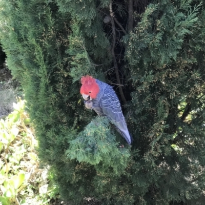 Callocephalon fimbriatum (Gang-gang Cockatoo) at Deakin, ACT - 22 Sep 2021 by KimF