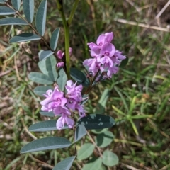 Indigofera australis subsp. australis (Australian Indigo) at Albury, NSW - 28 Sep 2021 by Darcy