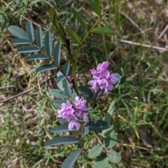 Indigofera australis subsp. australis at Albury, NSW - 28 Sep 2021