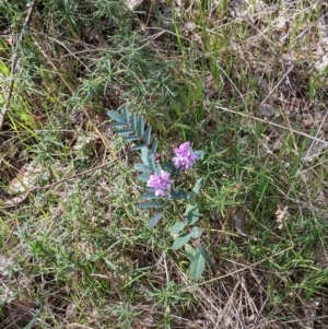 Indigofera australis subsp. australis at Albury, NSW - 28 Sep 2021 11:22 AM