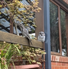 Podargus strigoides (Tawny Frogmouth) at Cook, ACT - 29 Sep 2021 by Leaf