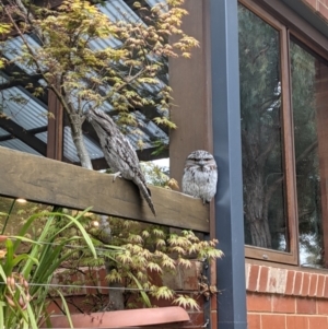 Podargus strigoides at Cook, ACT - 29 Sep 2021 07:15 AM