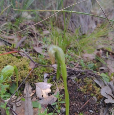 Pterostylis nutans (Nodding Greenhood) at Curtin, ACT - 27 Aug 2021 by Leaf