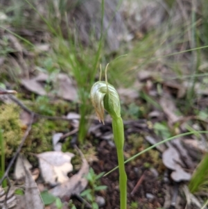 Pterostylis nutans at Curtin, ACT - 27 Aug 2021