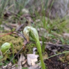 Pterostylis nutans at Curtin, ACT - 27 Aug 2021