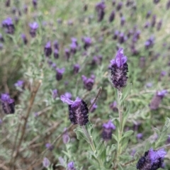 Lavandula stoechas (Spanish Lavender or Topped Lavender) at Albury - 28 Sep 2021 by Darcy