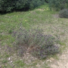 Lavandula stoechas at West Albury, NSW - 28 Sep 2021 11:40 AM