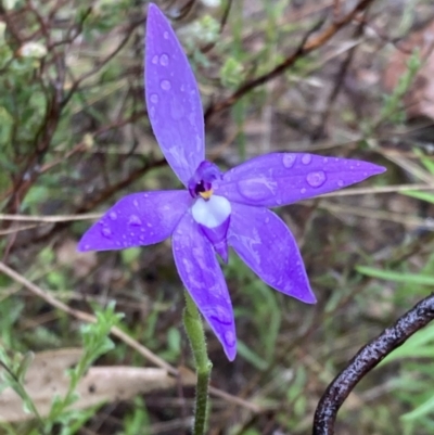 Glossodia major (Wax Lip Orchid) at Tuggeranong DC, ACT - 29 Sep 2021 by AnneG1