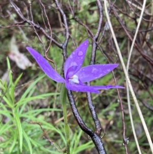 Glossodia major at Tuggeranong DC, ACT - 29 Sep 2021