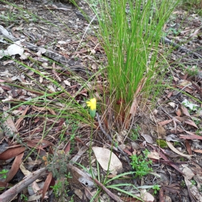 Microseris walteri (Yam Daisy, Murnong) at Holt, ACT - 29 Sep 2021 by PaulDoy