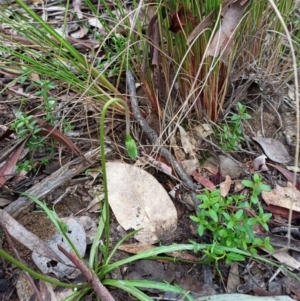 Microseris walteri at Holt, ACT - 29 Sep 2021