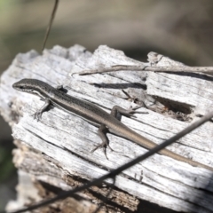 Morethia boulengeri at Bruce, ACT - 27 Sep 2021