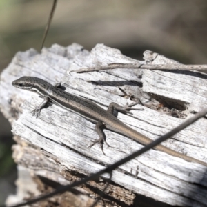 Morethia boulengeri at Bruce, ACT - 27 Sep 2021