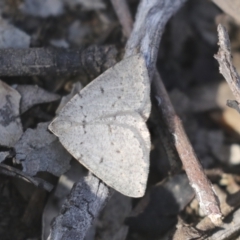 Casbia (genus) (A Geometer moth) at Bruce, ACT - 27 Sep 2021 by AlisonMilton