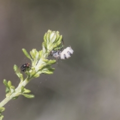 Entomophthora sp. (genus) at Bruce, ACT - 27 Sep 2021 11:56 AM