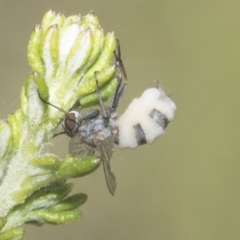 Entomophthora sp. (genus) at Bruce, ACT - 27 Sep 2021 11:56 AM