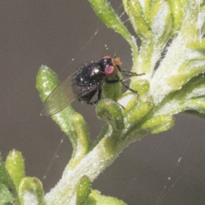 Unidentified True fly (Diptera) at Bruce Ridge - 27 Sep 2021 by AlisonMilton