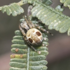 Araneus sp. (genus) (Orb weaver) at Bruce Ridge to Gossan Hill - 27 Sep 2021 by AlisonMilton