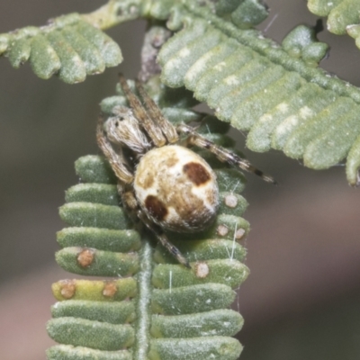 Araneus sp. (genus) (Orb weaver) at Bruce, ACT - 27 Sep 2021 by AlisonMilton