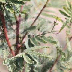 Araneus sp. (genus) at Bruce, ACT - 27 Sep 2021