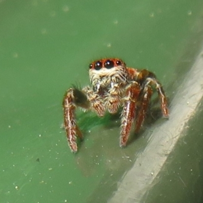 Unidentified Jumping or peacock spider (Salticidae) at Flynn, ACT - 28 Sep 2021 by Christine
