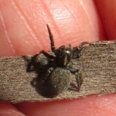 Unidentified Spider (Araneae) at Hall, ACT - 28 Sep 2021 by Christine