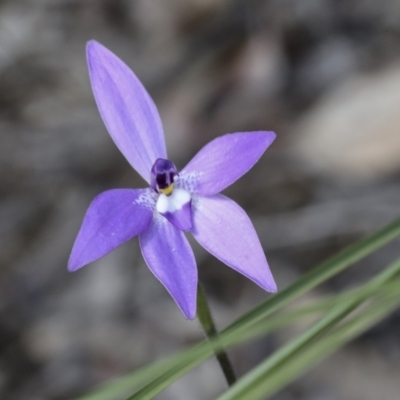 Glossodia major (Wax Lip Orchid) at Bruce, ACT - 27 Sep 2021 by AlisonMilton