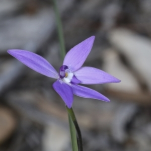 Glossodia major at Bruce, ACT - suppressed